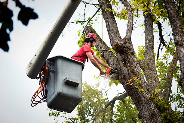 How Our Tree Care Process Works  in  Lochmoor Waterway Estates, FL